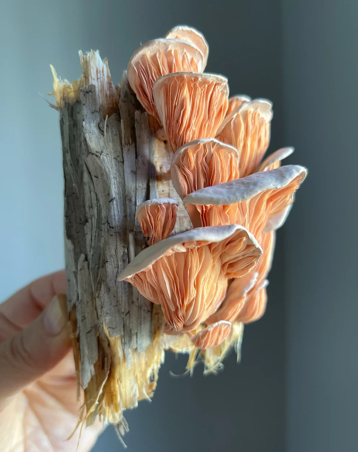 Photographie d'une création de champignon en papier