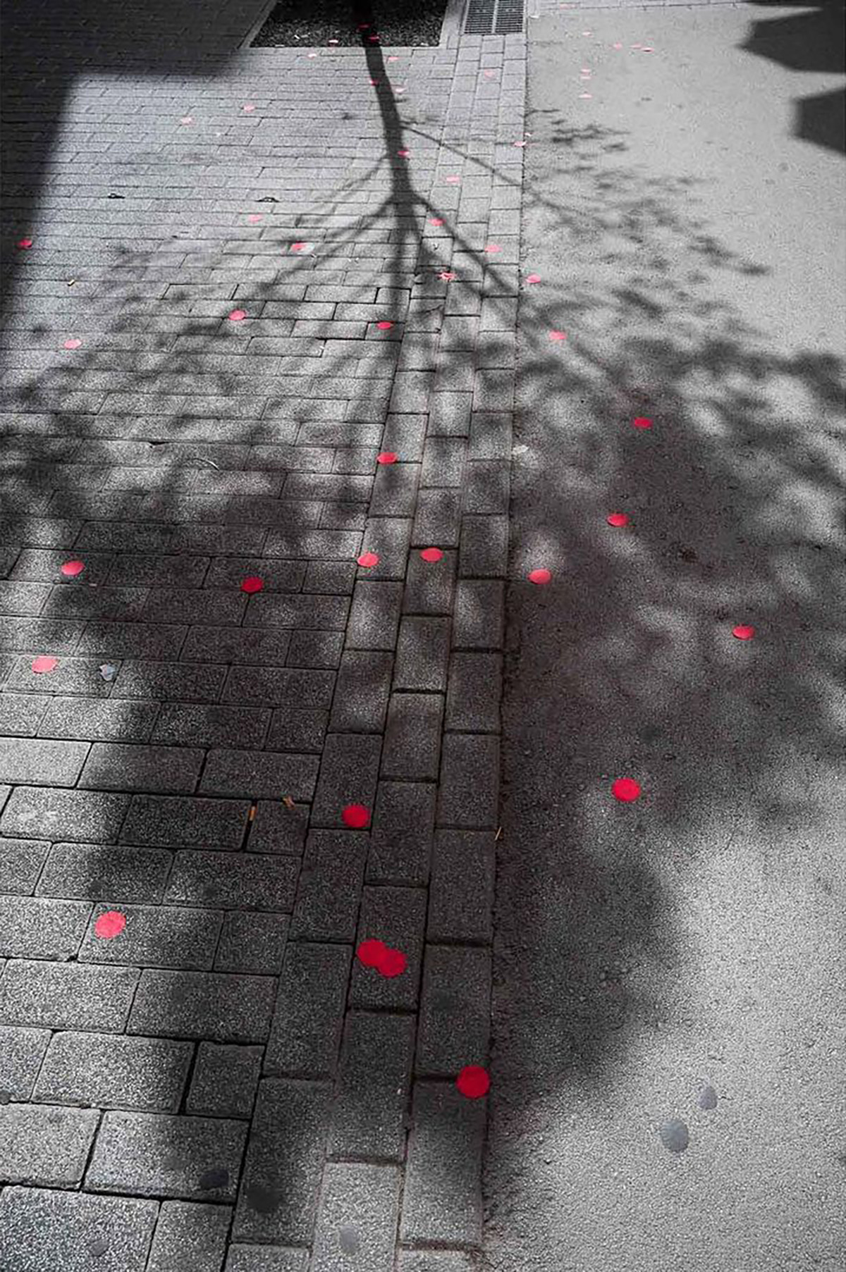 Photographie 2 Pau Buscato