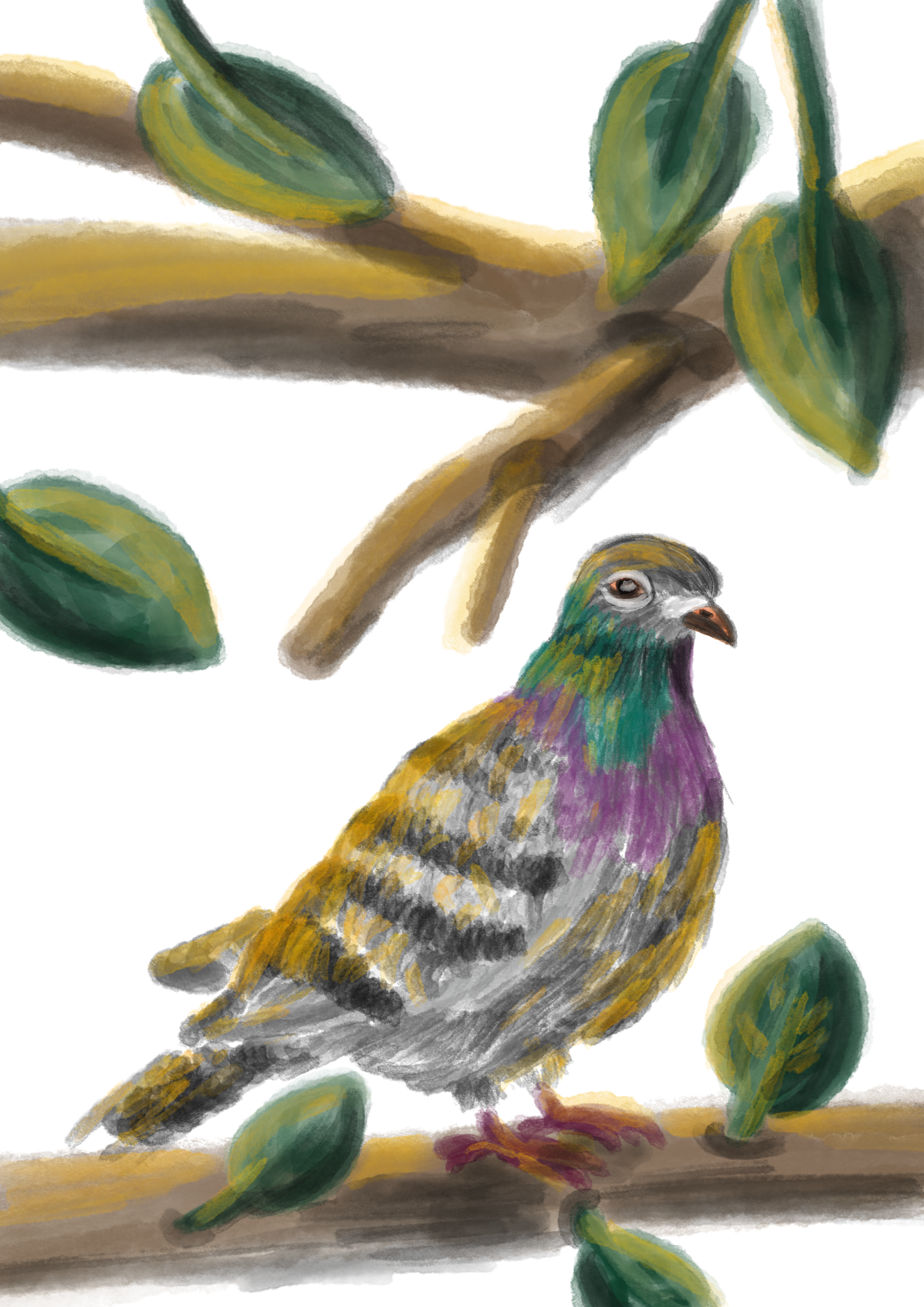 Illustration d'un pigeon