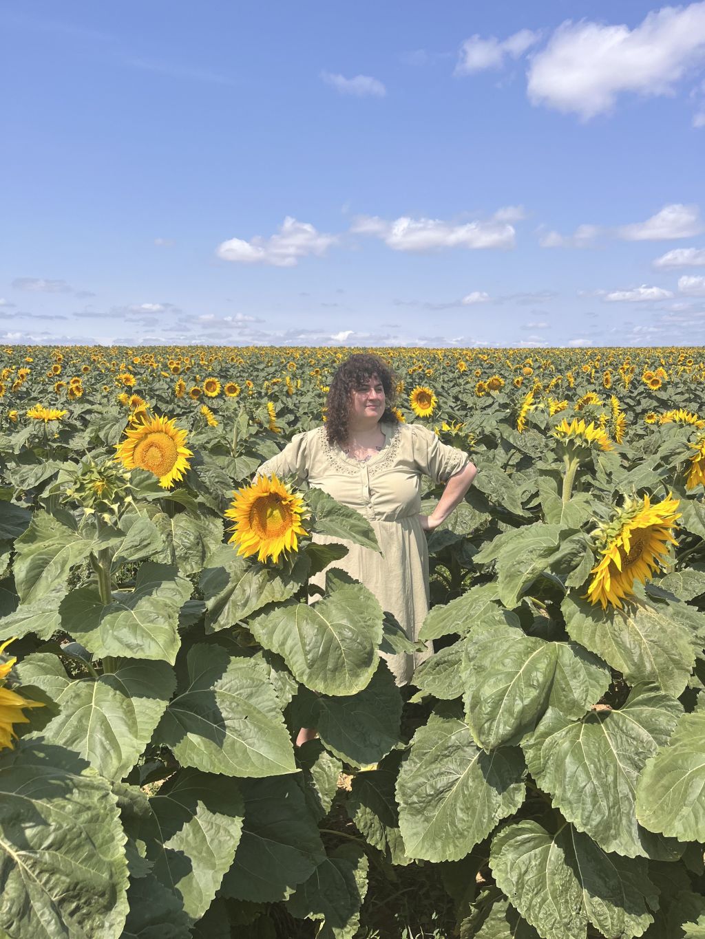 Photographie d'un champ de tournesols